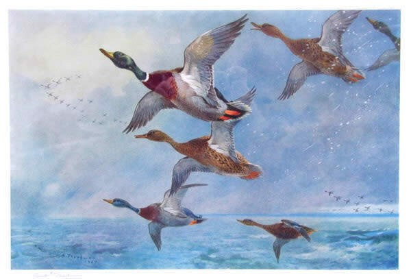 Archibald Thorburn Mallard in Squally Weather